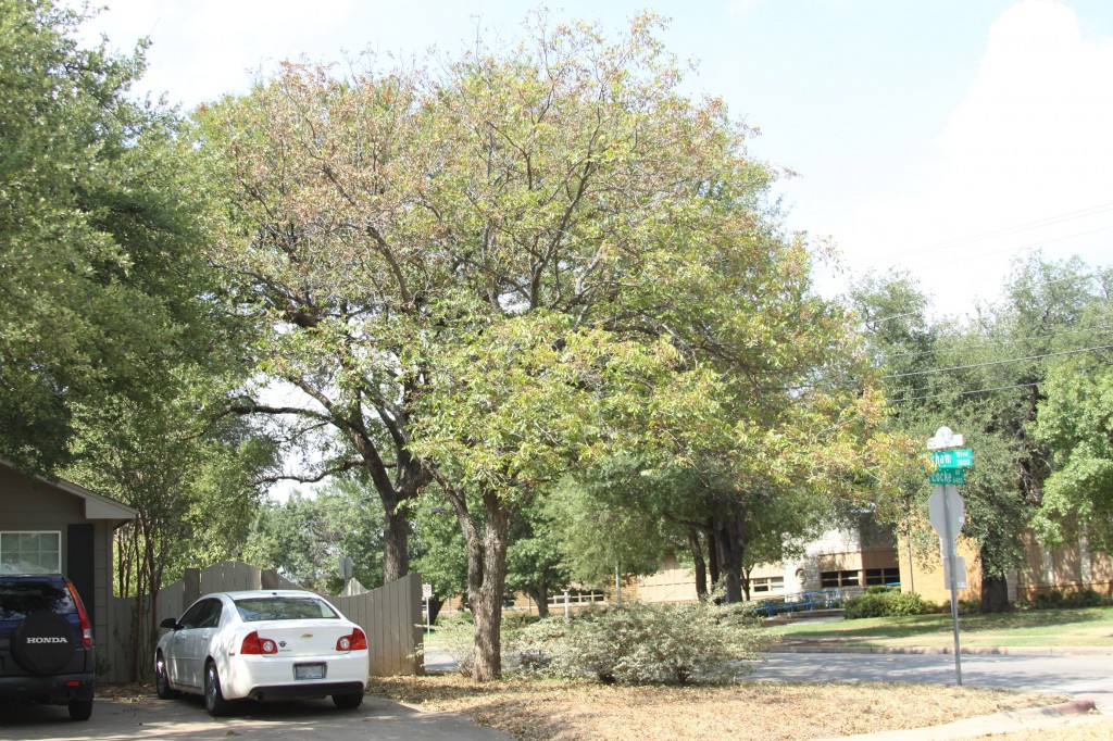 Drought-Stressed-Pecan Drought-Stressed Pecan
