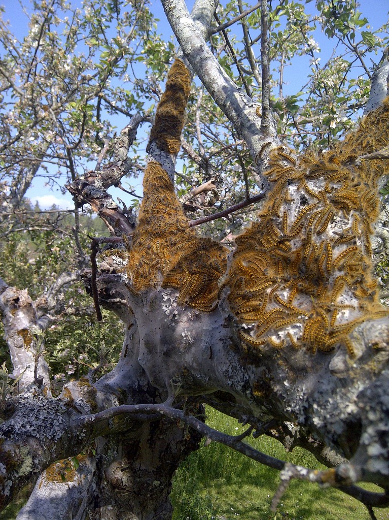 Tent Caterpillars in the Victoria, BC Area