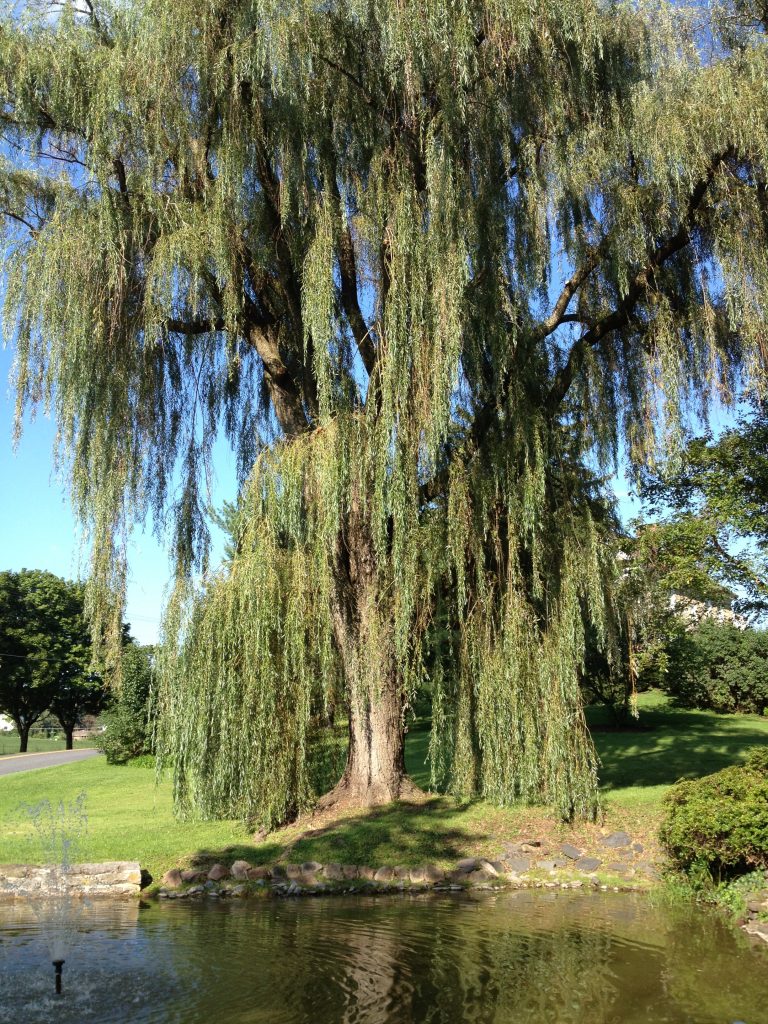 Majestic willow pruned by arborists from Bartlett's Chambersburg office