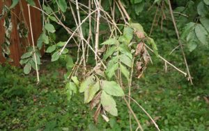 Ash Dieback
