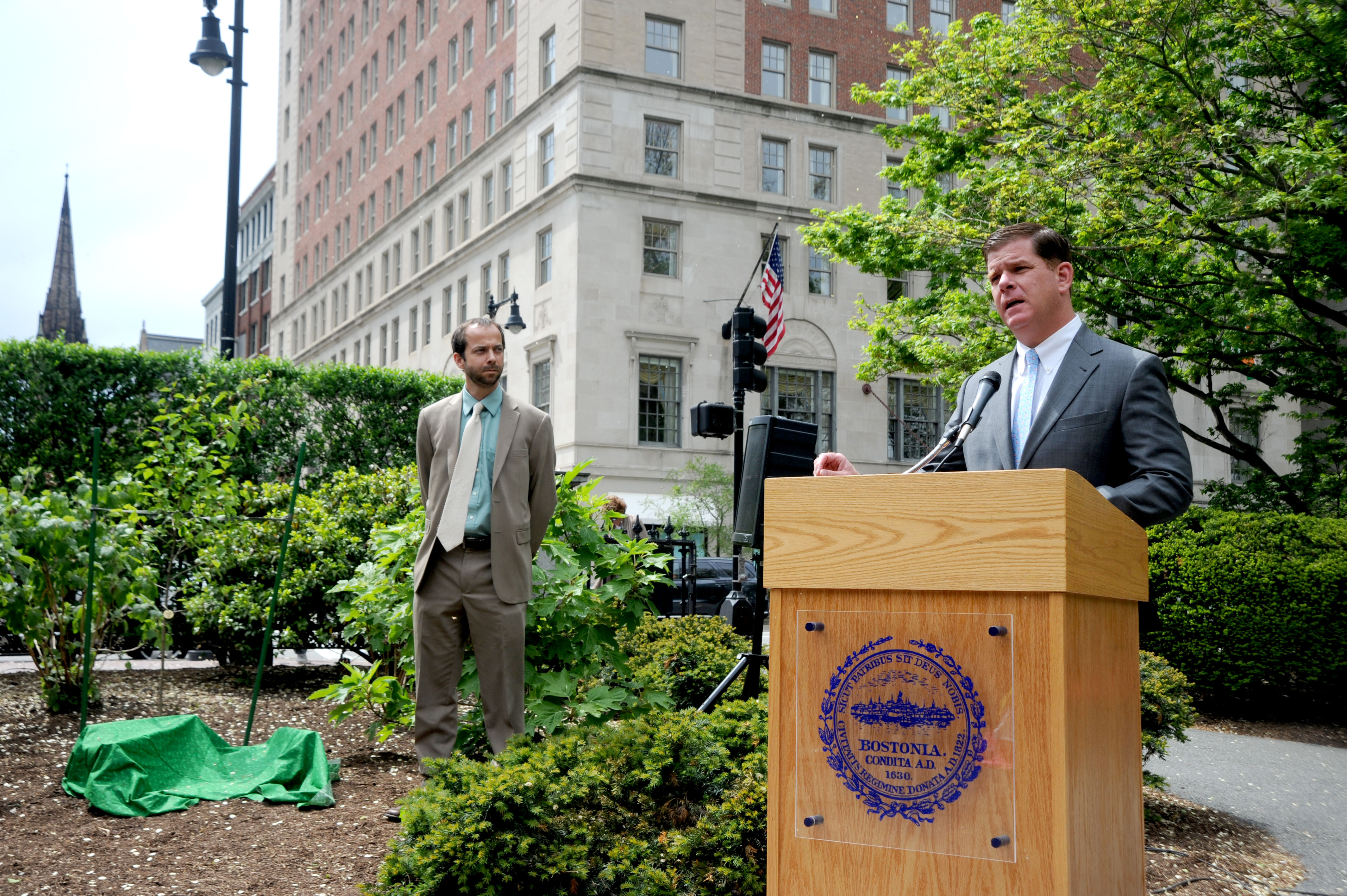 Planting of Survivor Tree Sapling in Boston - Tree Topics