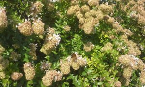 abelia
