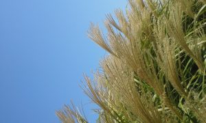 summer grass