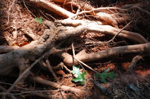 Excavated oak roots