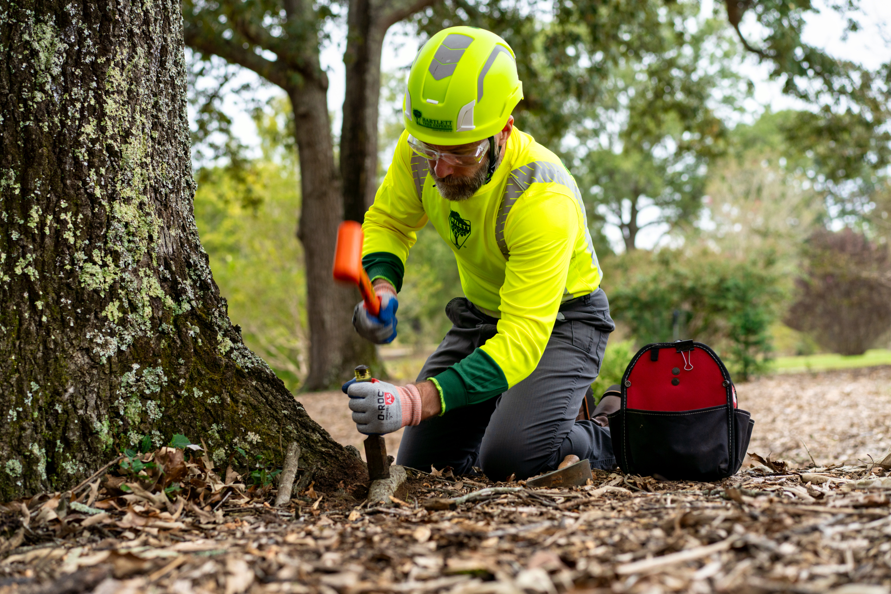 removing girdling roots from tree root collar