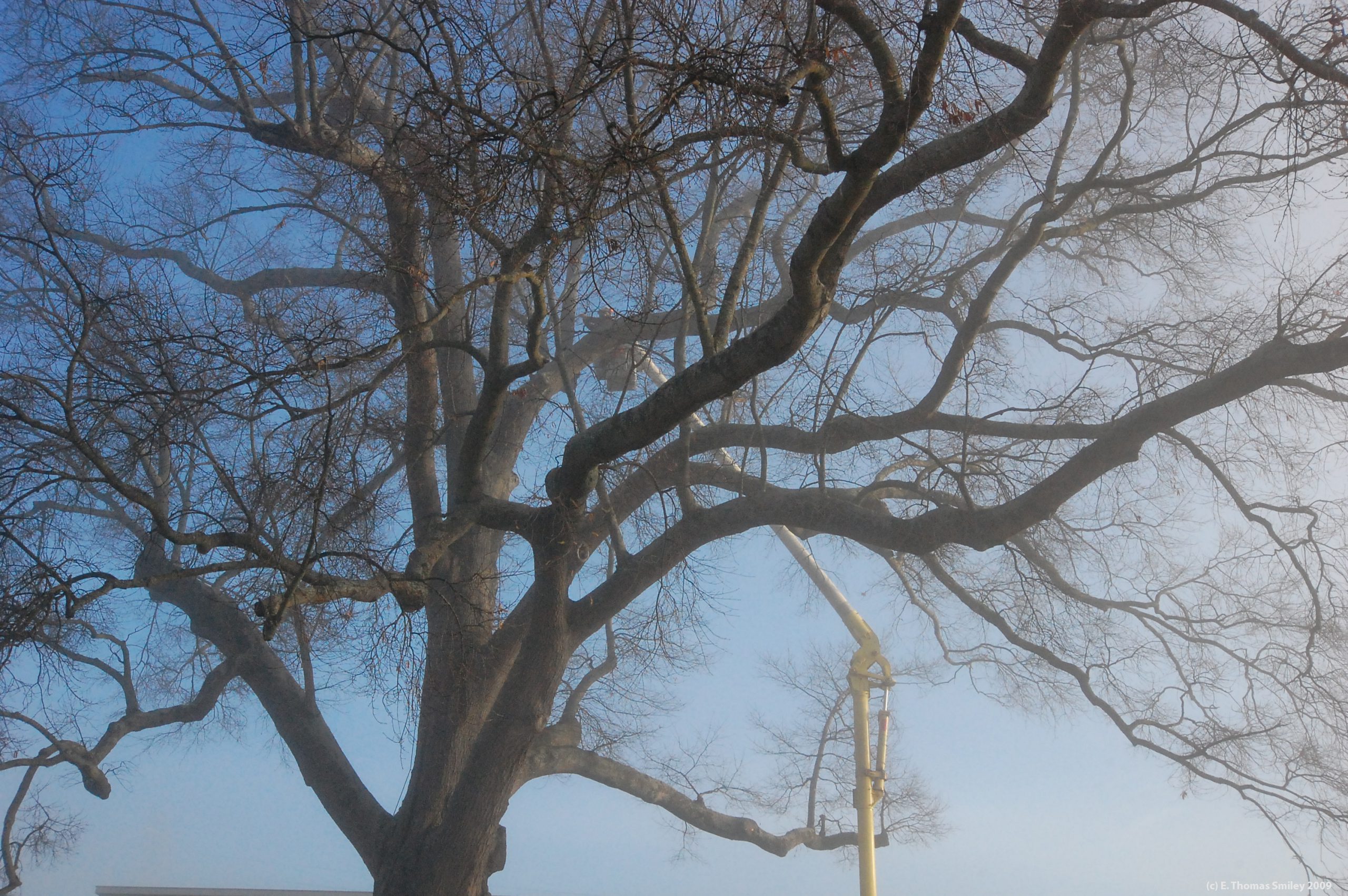 winter tree pruning