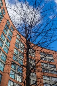 Protecting the building from damage is a common safety-focused goal of many property managers. Ensuring trees close to a structure grow with a stable form is critical.