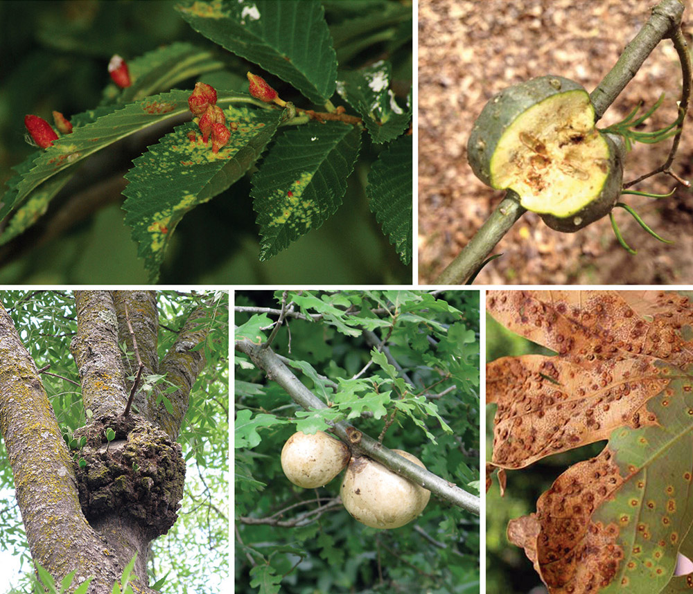 The appearance of galls is varied, and so are the causes.