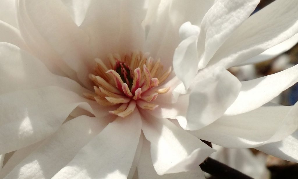 Star magnolia blossom