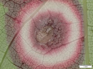 Maple Eyespot Gall Microscope