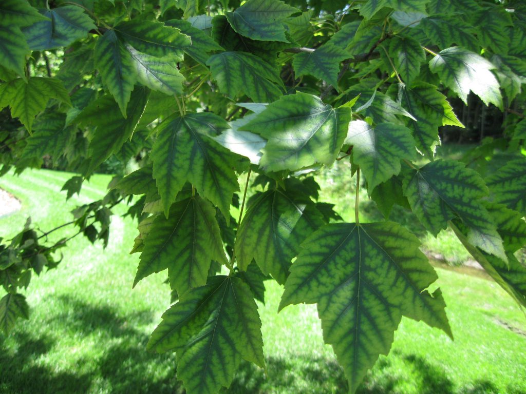 yellowing of maple leaves associated with micronutrient deficiency