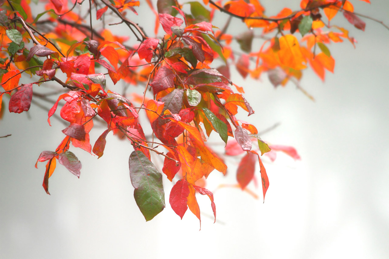 fall foliage