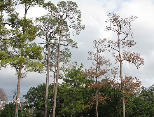 Trees showing signs of stress as a result of drought.