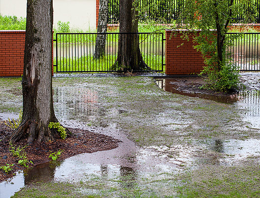 Flooding of root systems can negatively impact trees.