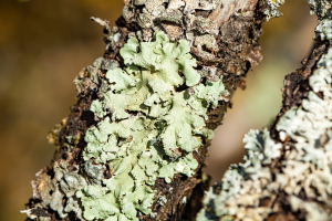 lichen on tree branch