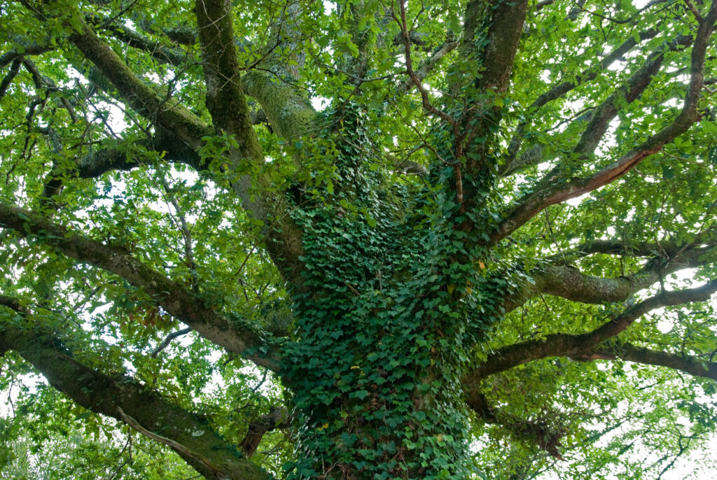 oak tree covered in ivy