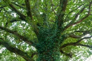 oak tree covered in ivy