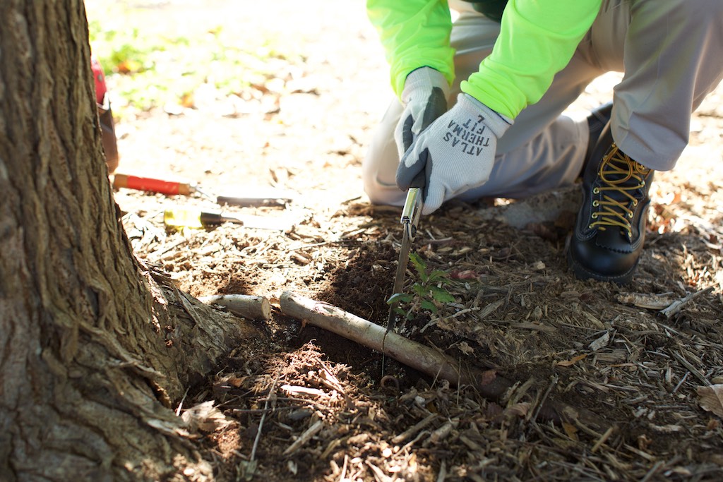 removal of girdling root