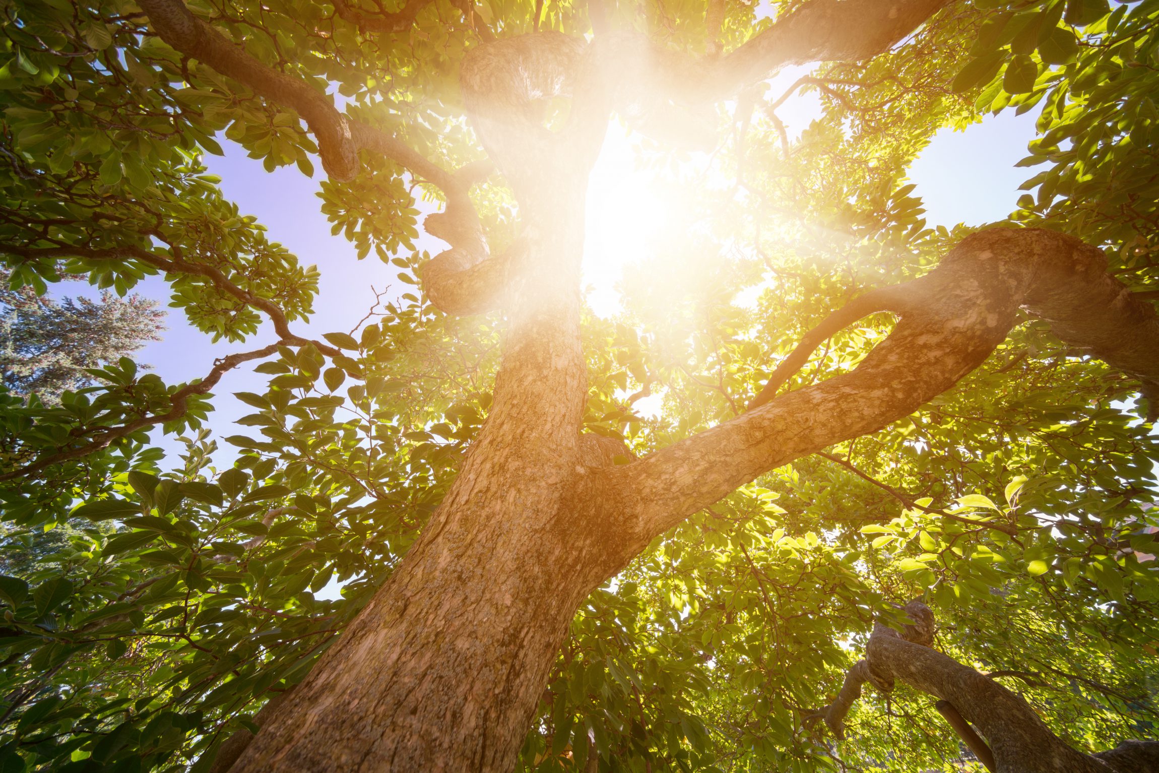 sun rays through trees leaves