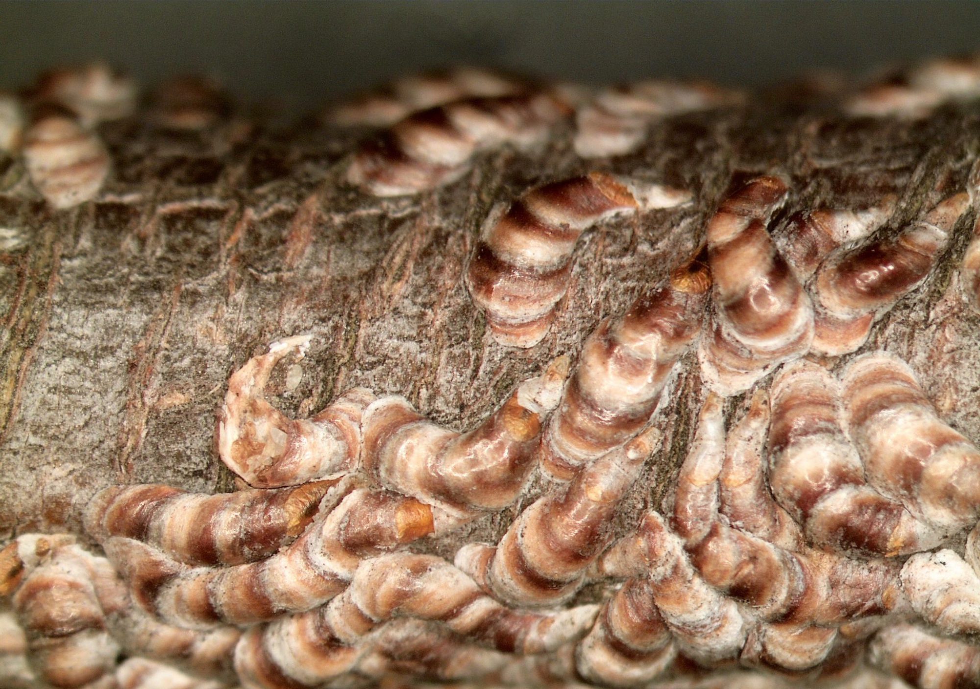 oyster scale
