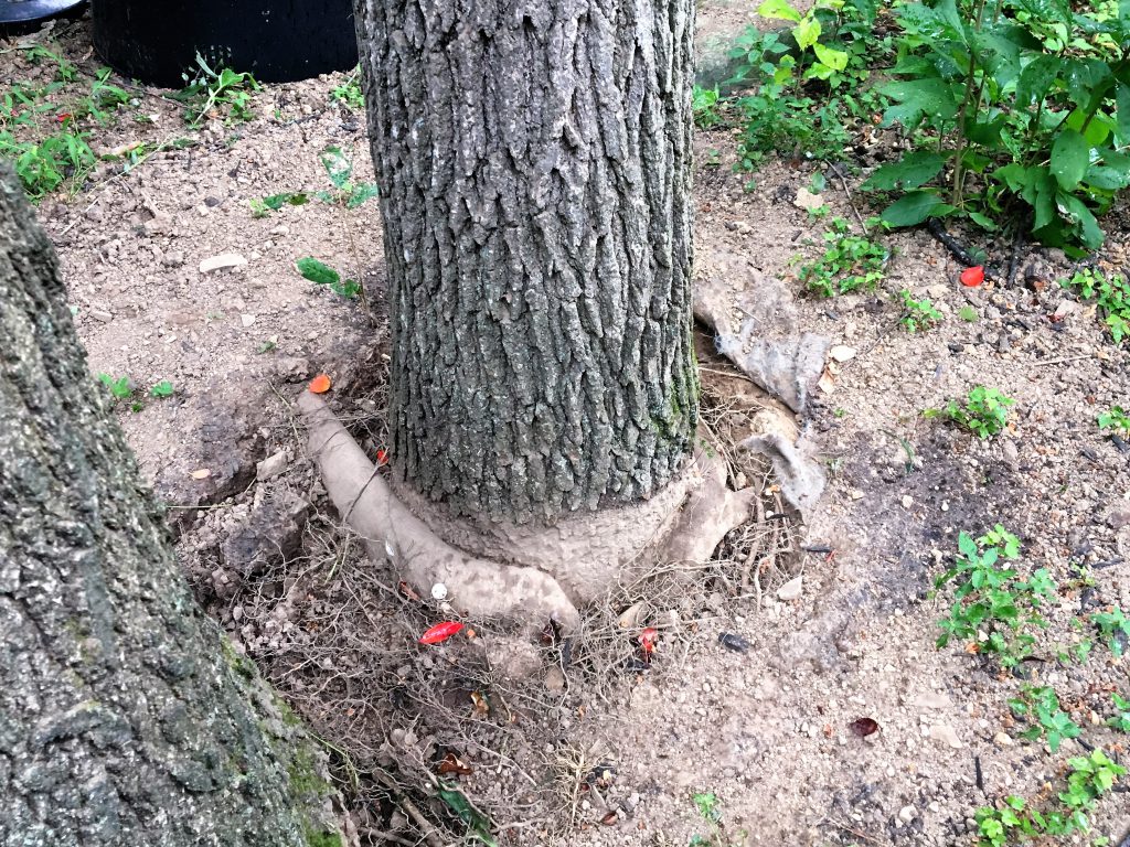 girdling root
