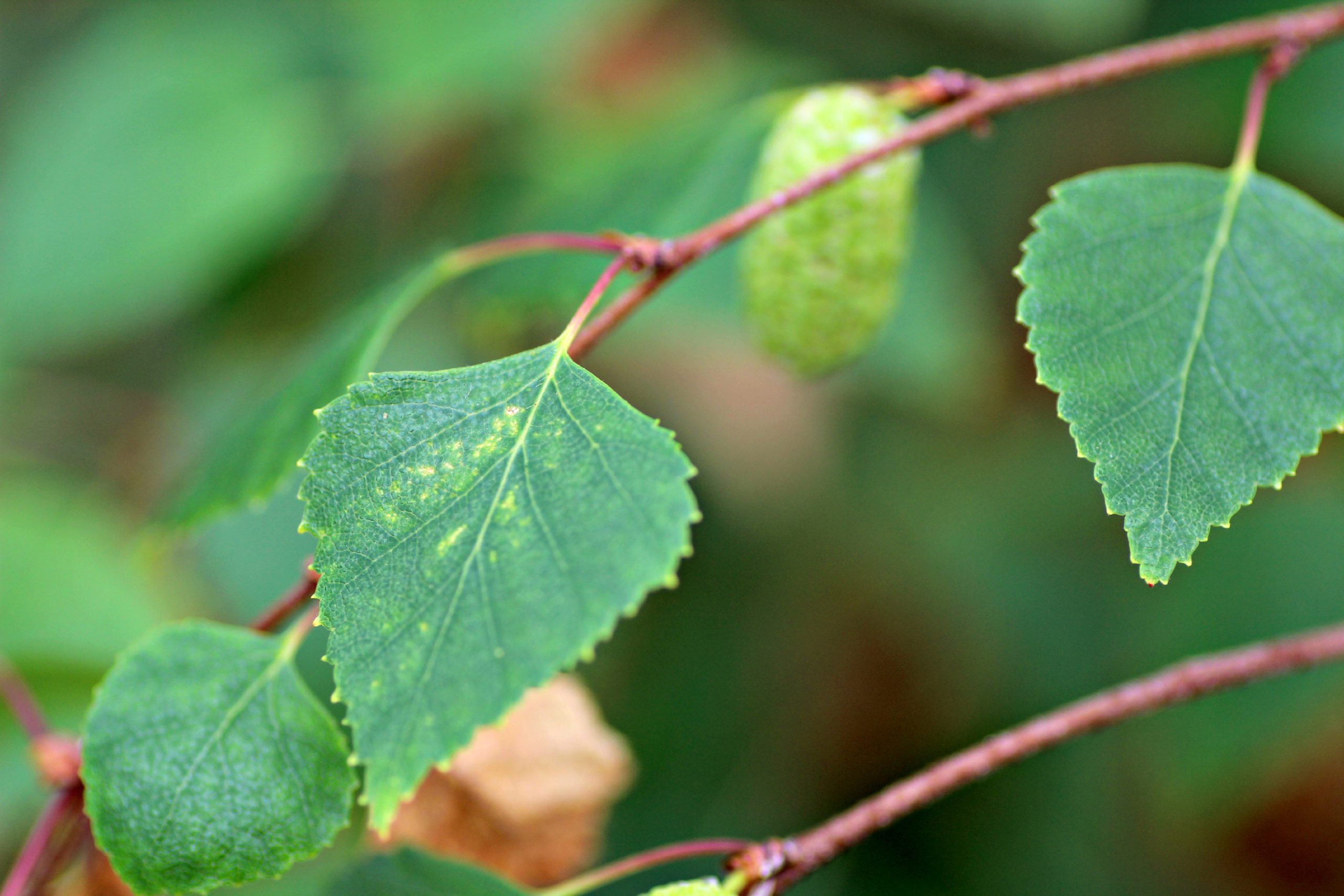 mite damage to birch leaf