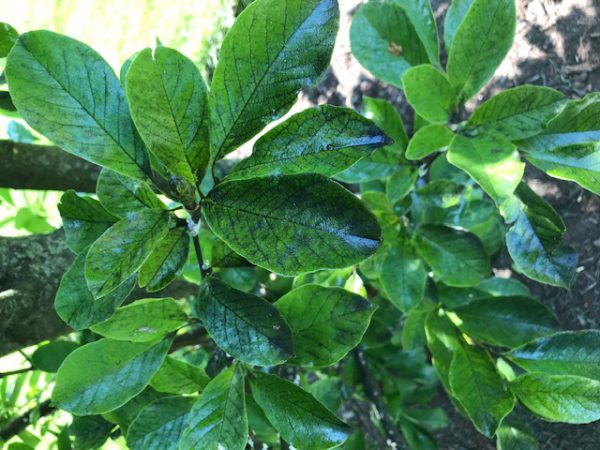 sticky honeydew on foliage