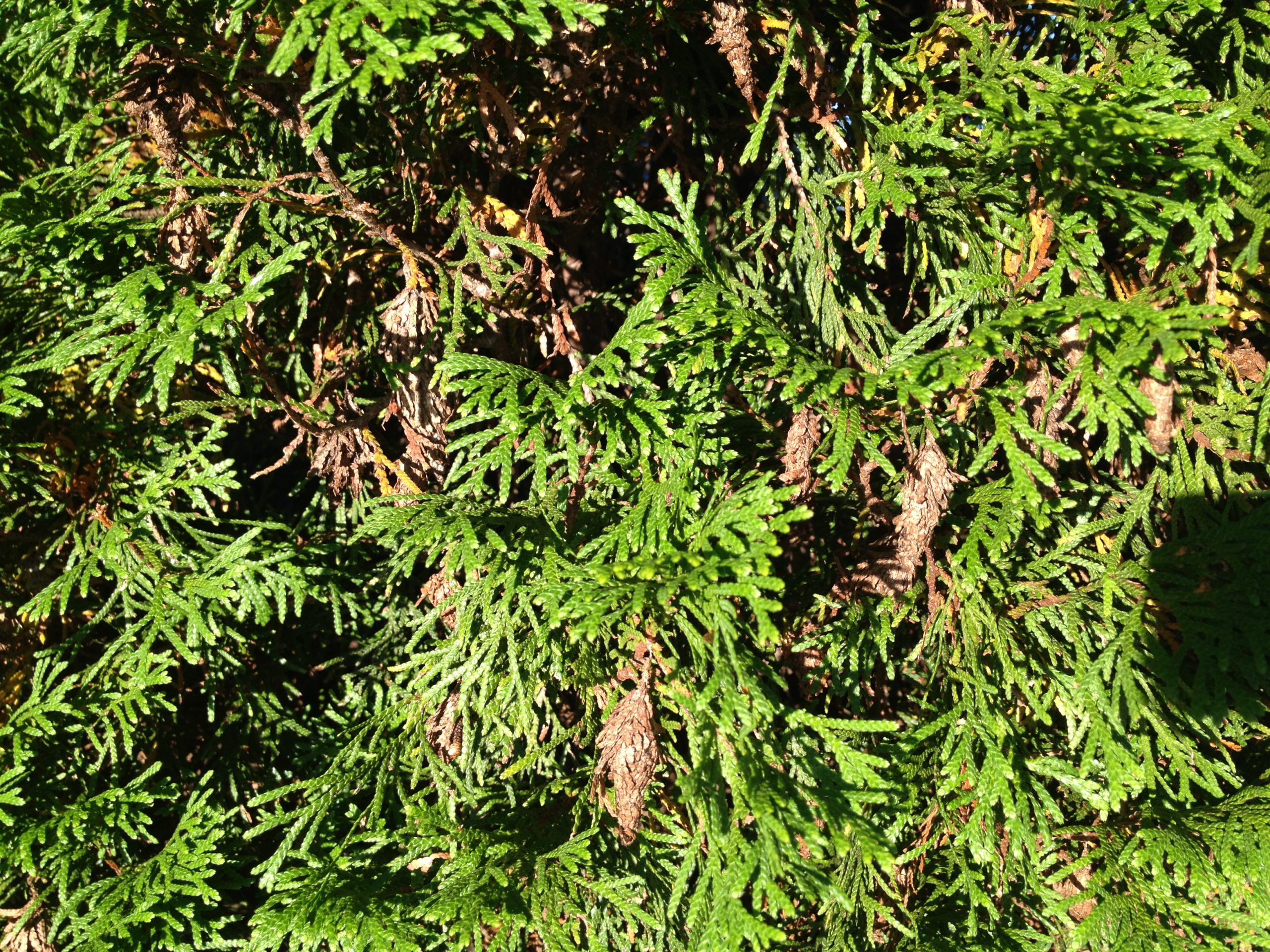 bagworms on arborvitae