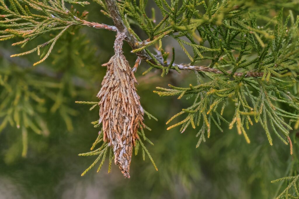 bagworm case