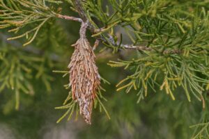 bagworm case