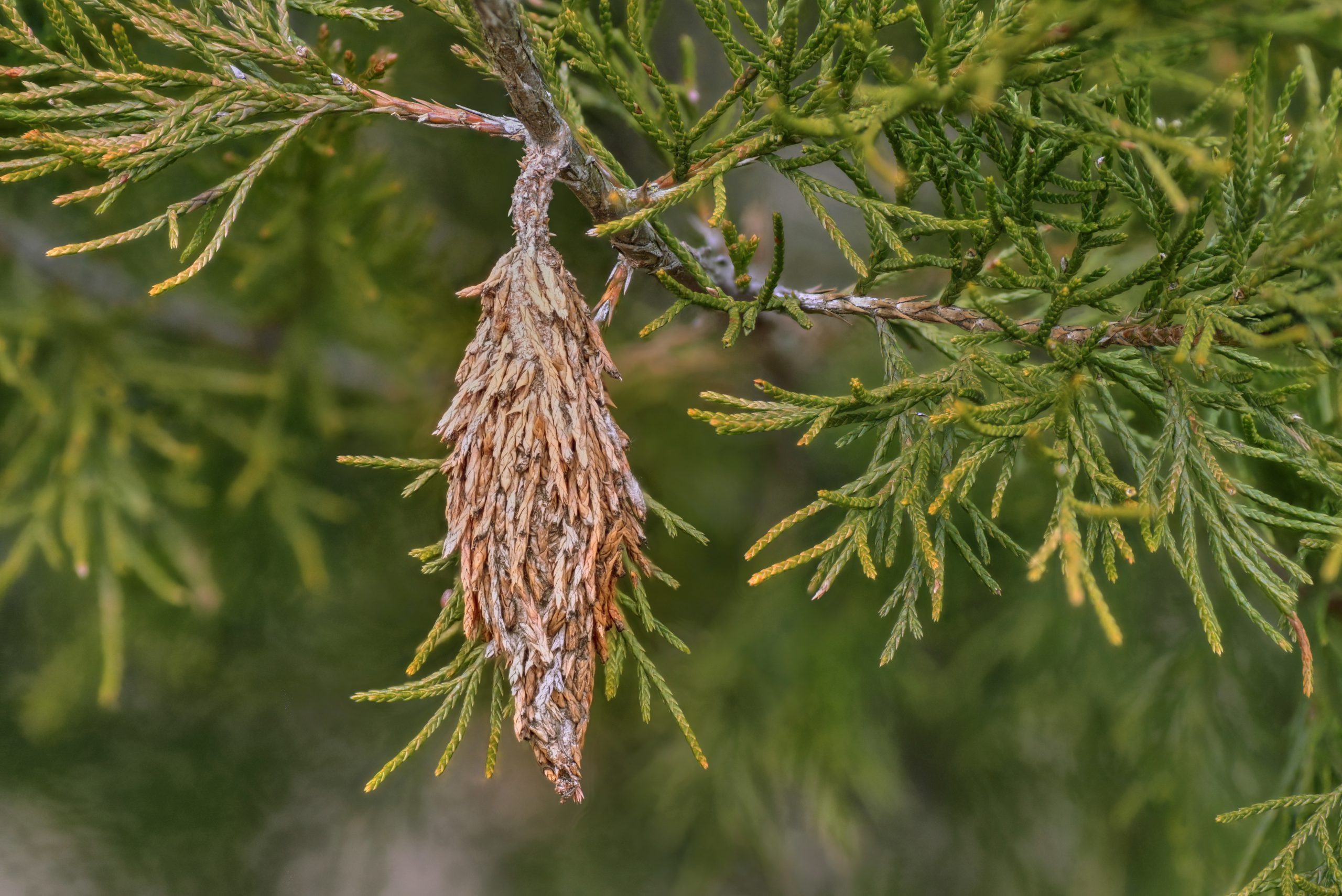 bagworm case