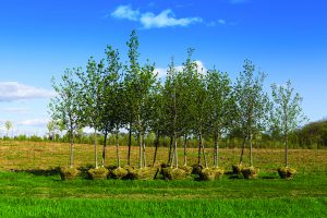 balled and burlapped trees ready for purchase and planting