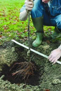 a straight edge across the planting hole serves as a guideline to ensure your tree is not planted too deeply