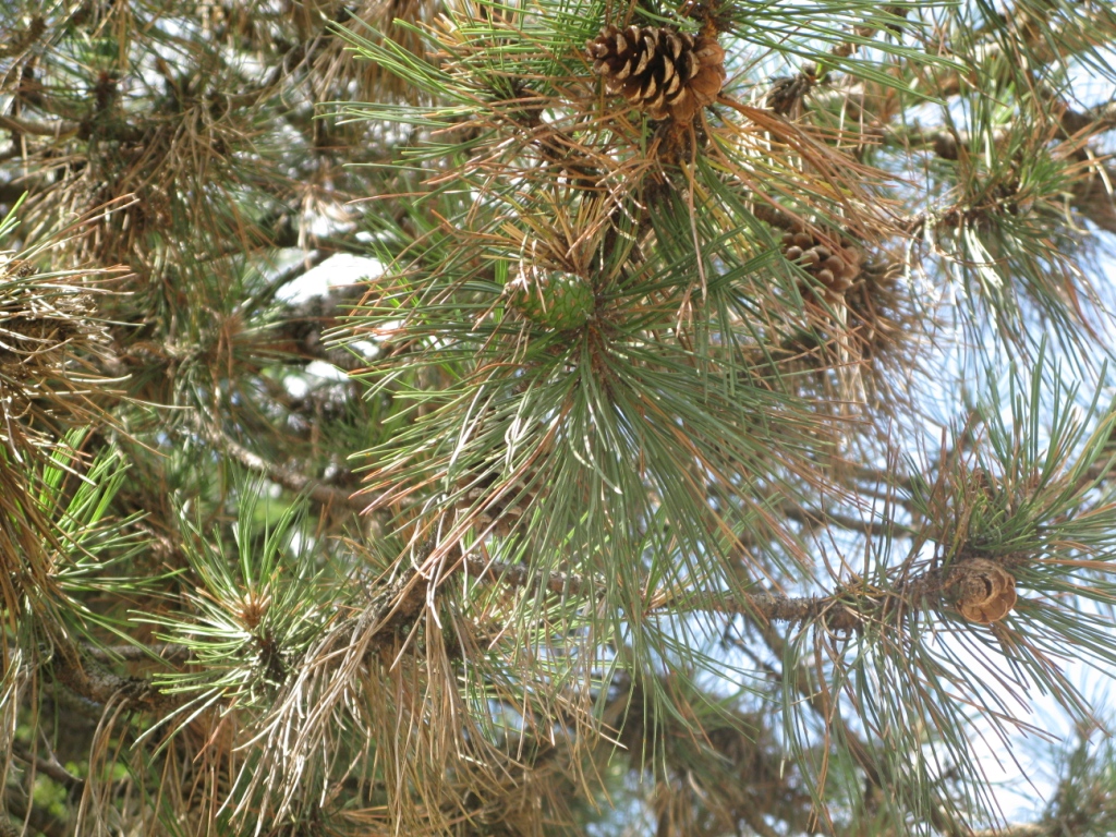 browning and loss of needles on evergreen may be evidence of a tree disease