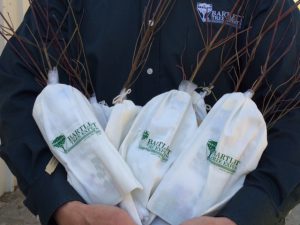 tree seedlings