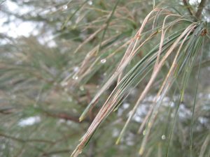 brown needles on evergreen
