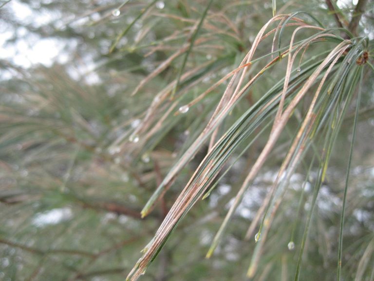 Why is my Evergreen Turning Brown? Tree Topics