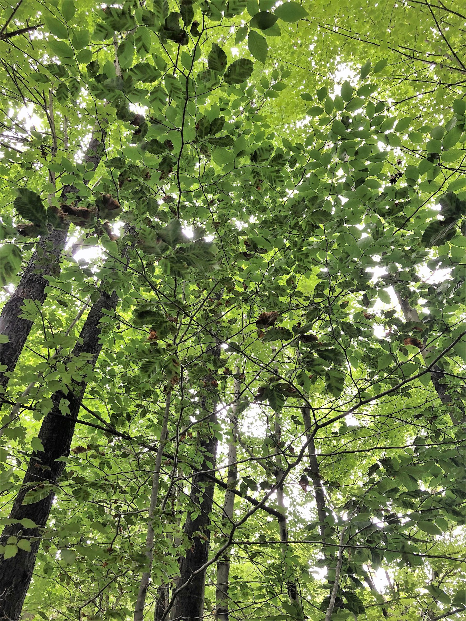 beech trees infected with beech leaf disease
