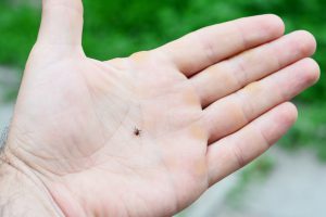 deer tick on hand
