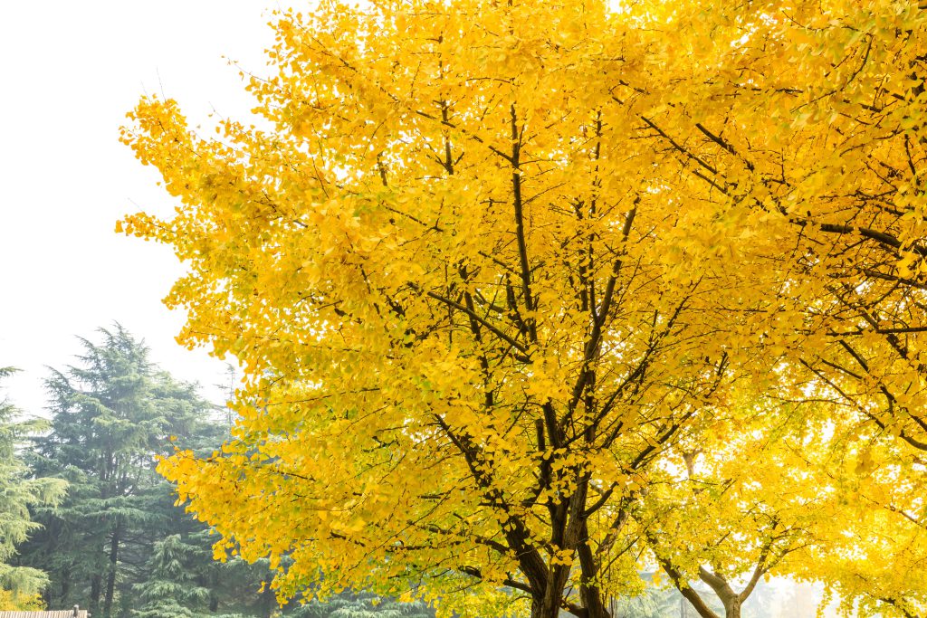 ginkgo