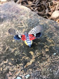 adult spotted lanternfly