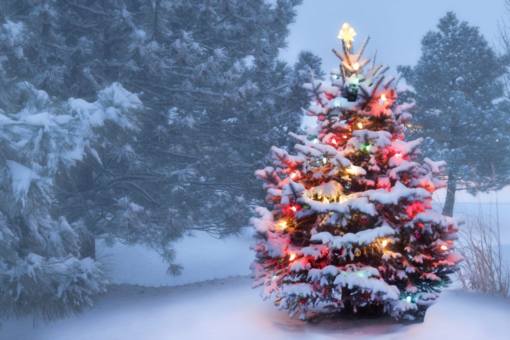 christmas tree
