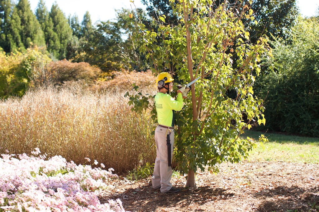 An arborist makes a small pruning cut on a growing tree.