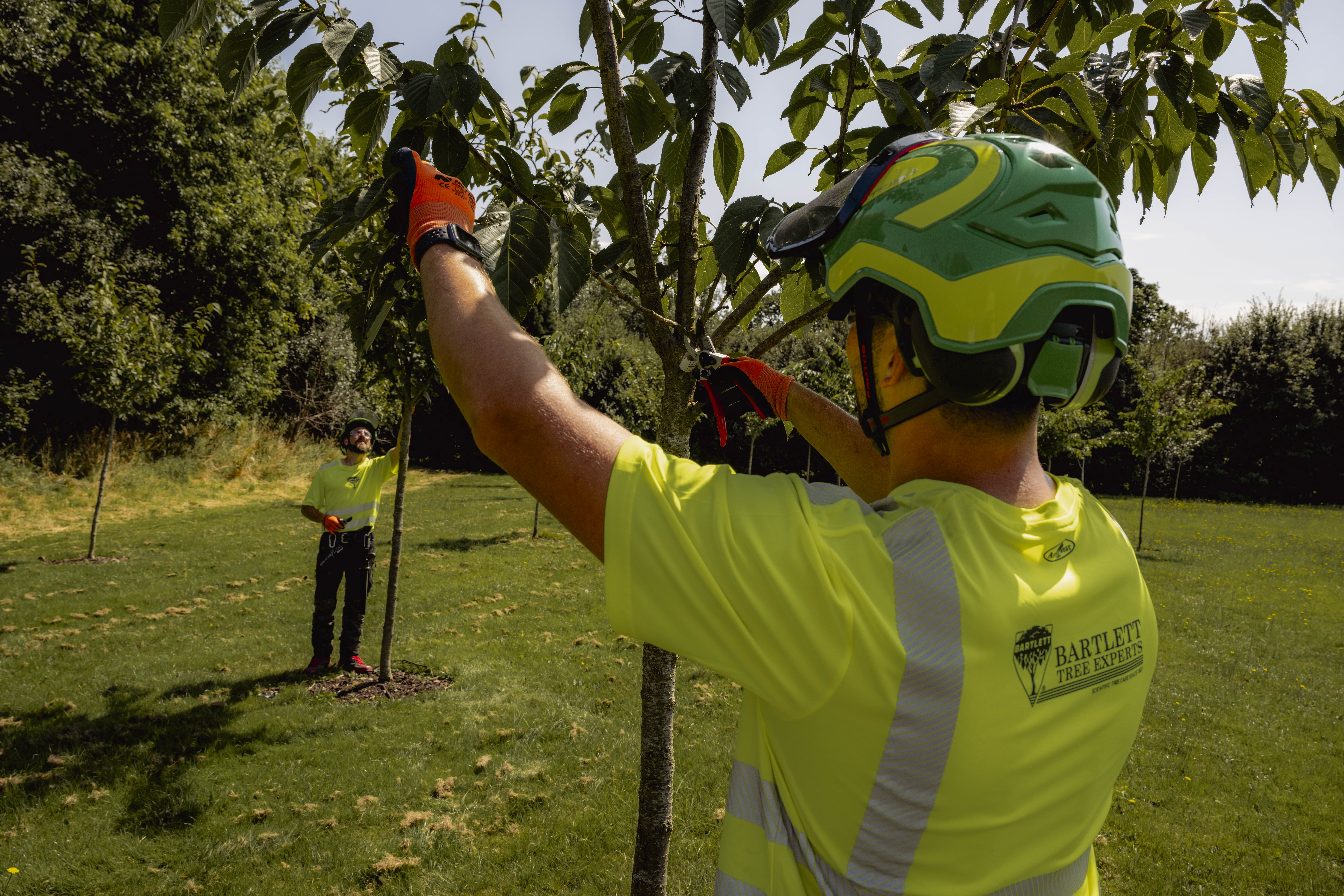 structural pruning of young trees
