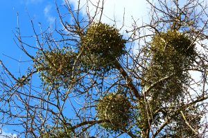 mistletoe