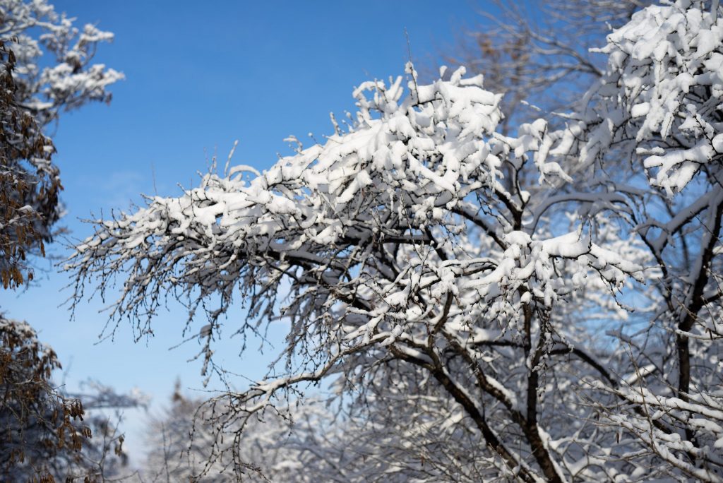 tree covered in snow