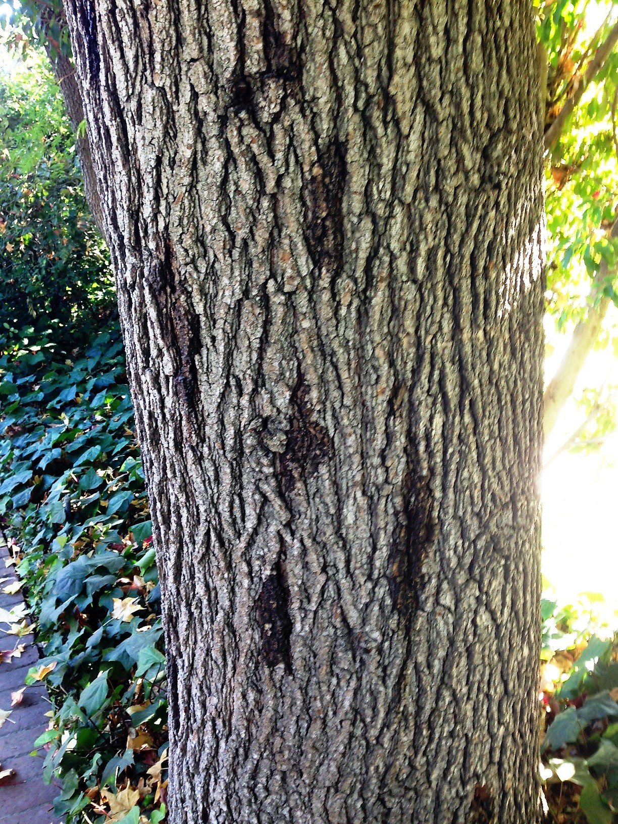 symptoms of shot hole borer