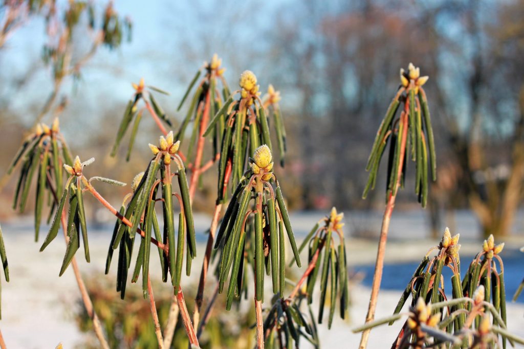 Rhododendron in winter