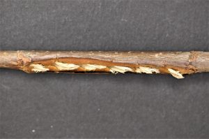 branch damage from cicada egg laying activity