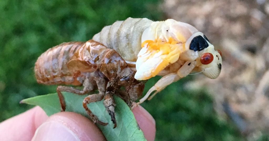 cicada emerging from nymphal skin